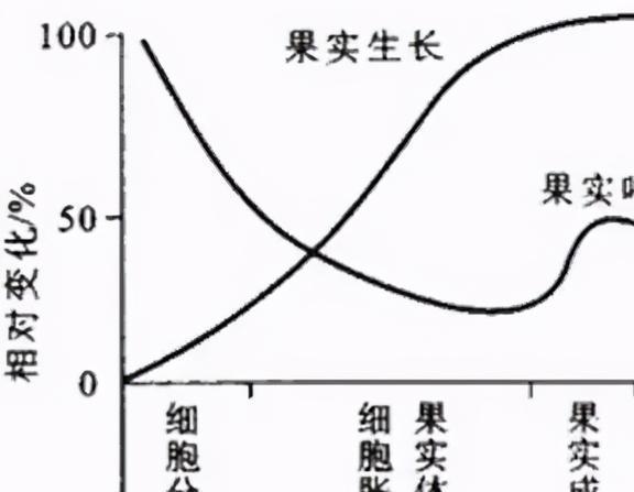 中国猕猴桃怎么成了新西兰奇异果？又如何从火爆走向“猕猴逃”？(图5)