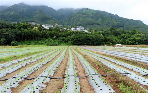 镇康：水果玉米促致富(图1)