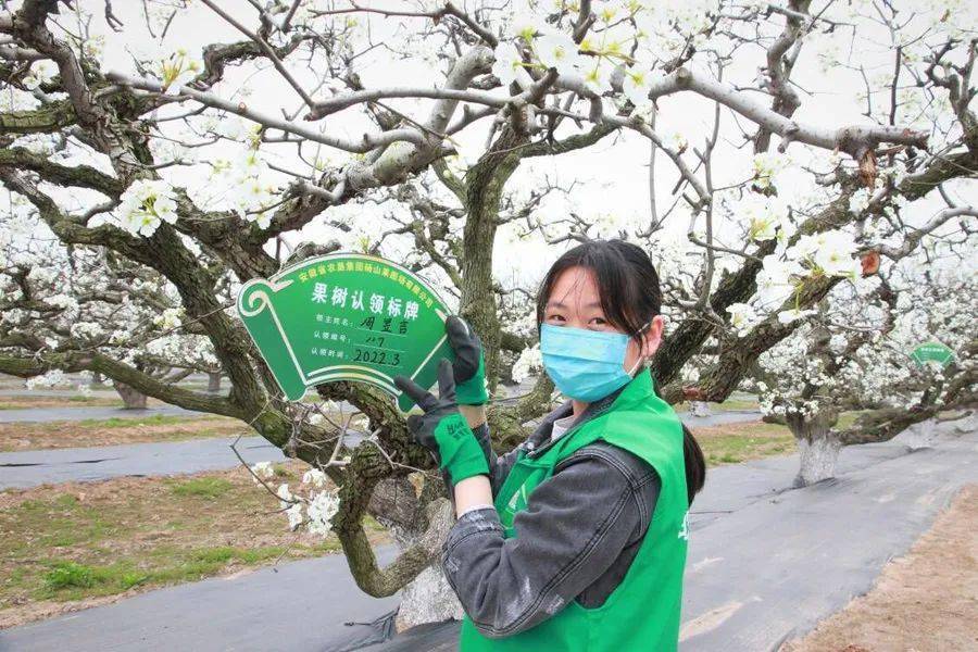 省农垦集团：砀山果园场开展果树认领 收获春华秋实(图1)