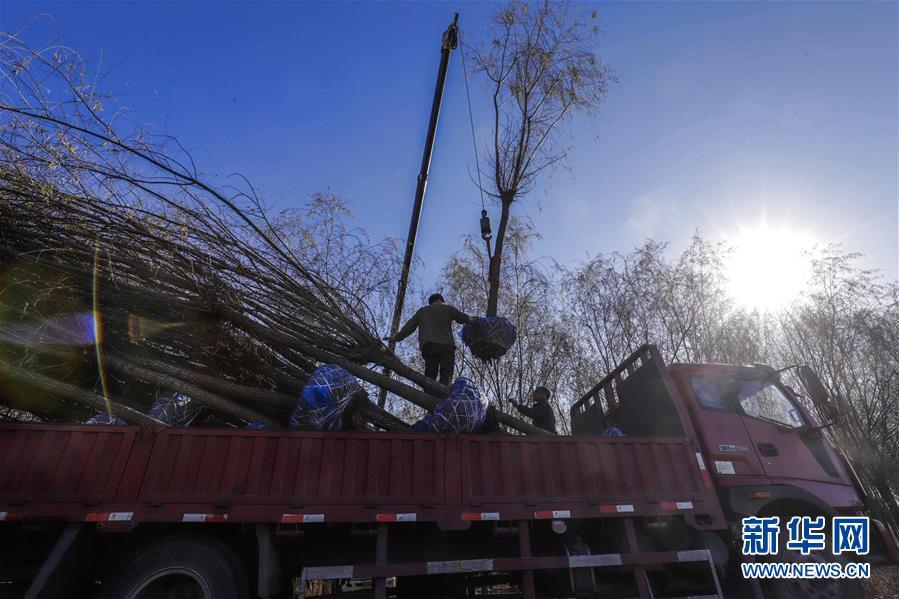 苗木种植助增收(图2)