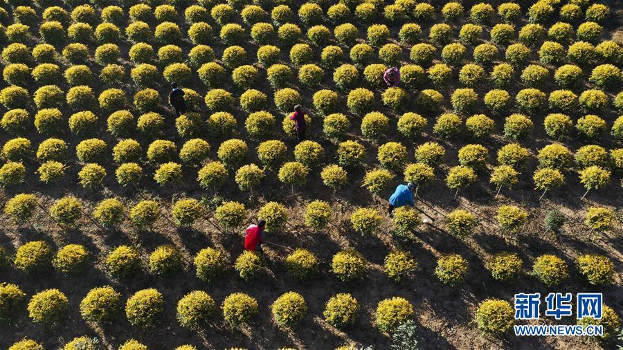 苗木种植助增收(图1)