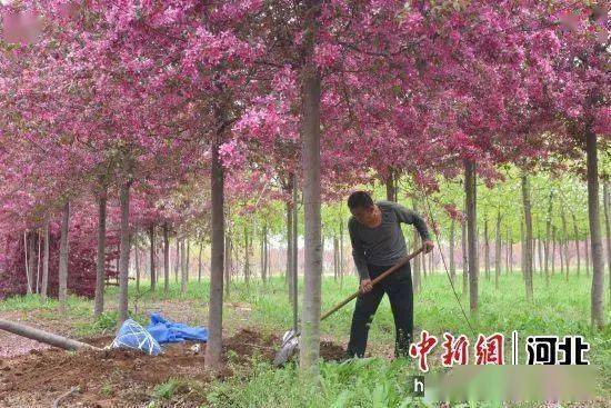 河北景县｜12万亩景观苗木正值盛花期 美景致富两不误(图1)