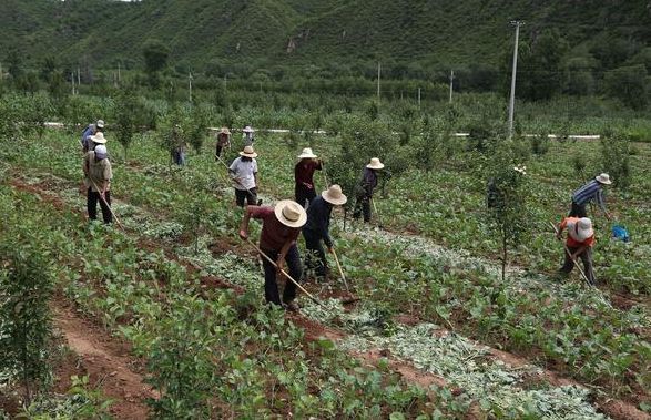 为什么要在果园中套种其他作物怎样套种才能不影响果树的生长!(图2)