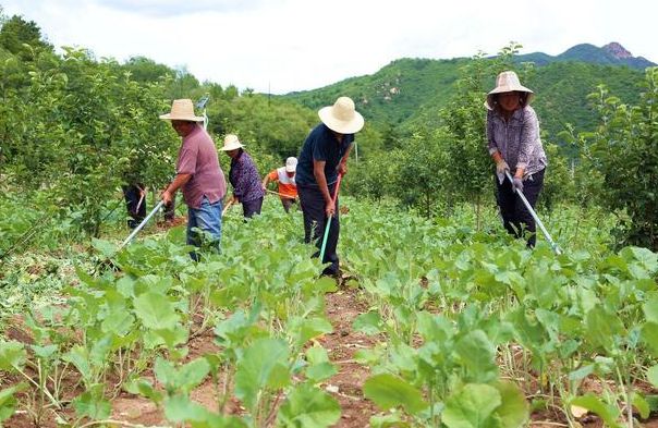 为什么要在果园中套种其他作物怎样套种才能不影响果树的生长!(图6)