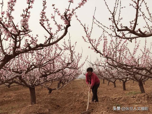 67岁老农几年前种了三种果树 其中一种果子让他家过上了好生活(图2)