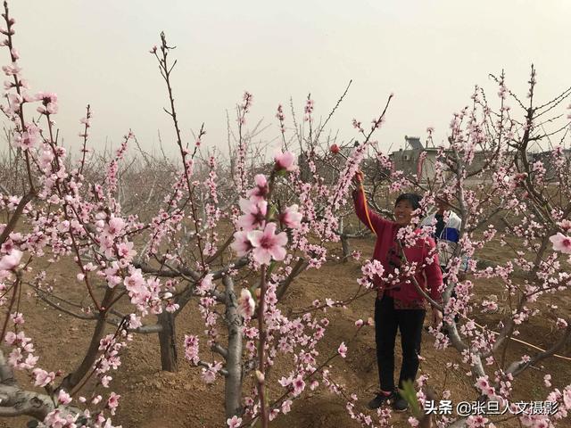 67岁老农几年前种了三种果树 其中一种果子让他家过上了好生活(图4)