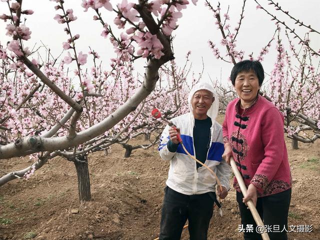 67岁老农几年前种了三种果树 其中一种果子让他家过上了好生活(图1)