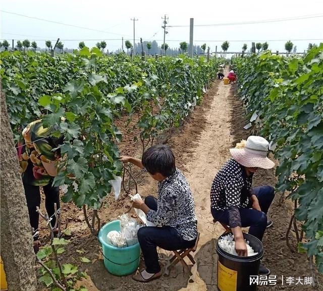 有院子的朋友建议种上这种果树不怕旱不怕晒好吃又营养(图5)