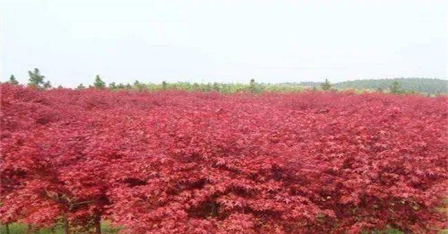 城市绿化、退耕还林都需要大量苗木如今农村种啥苗木会赚到钱呢？(图8)