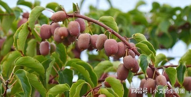 家里有空院别“错过”这种果树不怕旱不怕晒果子香甜多汁(图1)