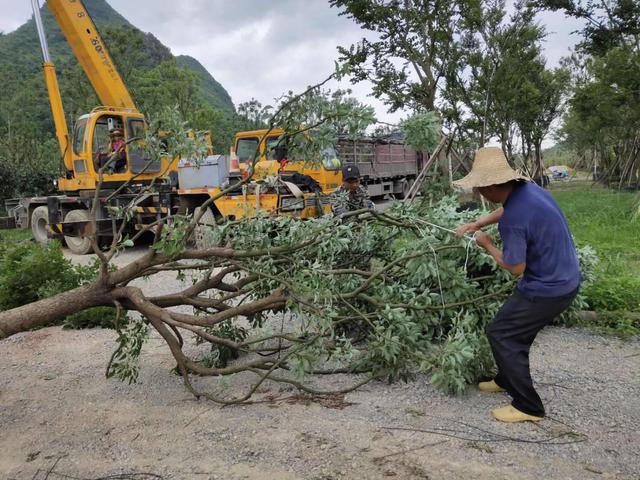 一片苗木基地播撒致富种子(图1)