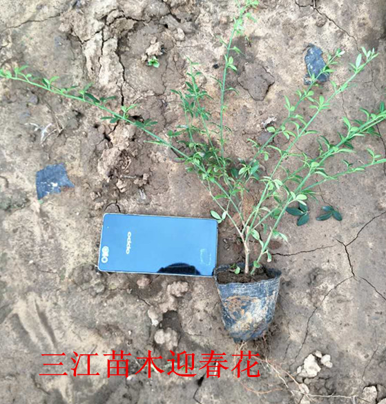 苗木繁殖和种植方法(图2)