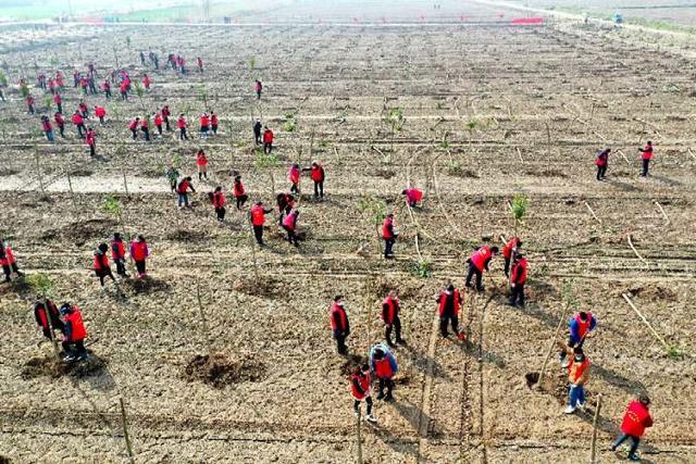 又是一年植树日这份种植“手册”请收好(图2)