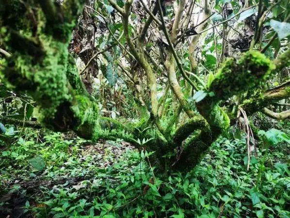 生物农药CE小檗碱：果树青苔病高发期防治不当小心影响产量！(图1)