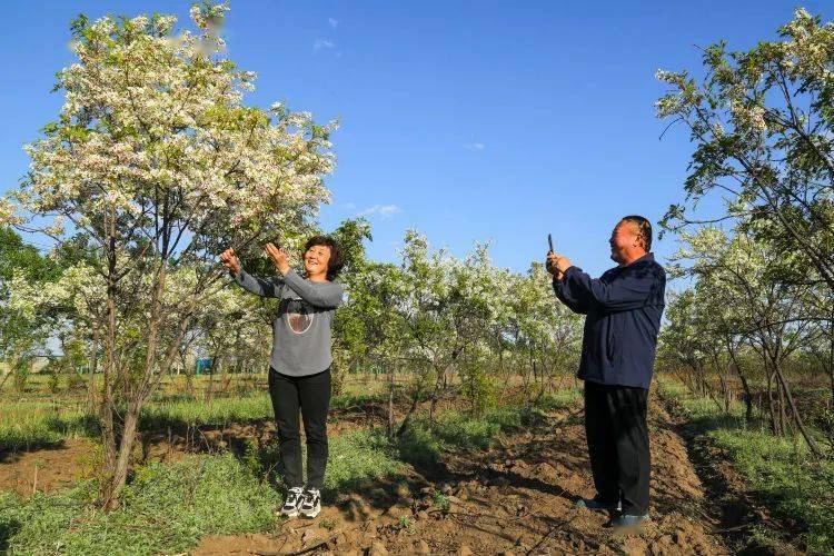 扎鲁特旗：文冠果花开迎初夏(图1)