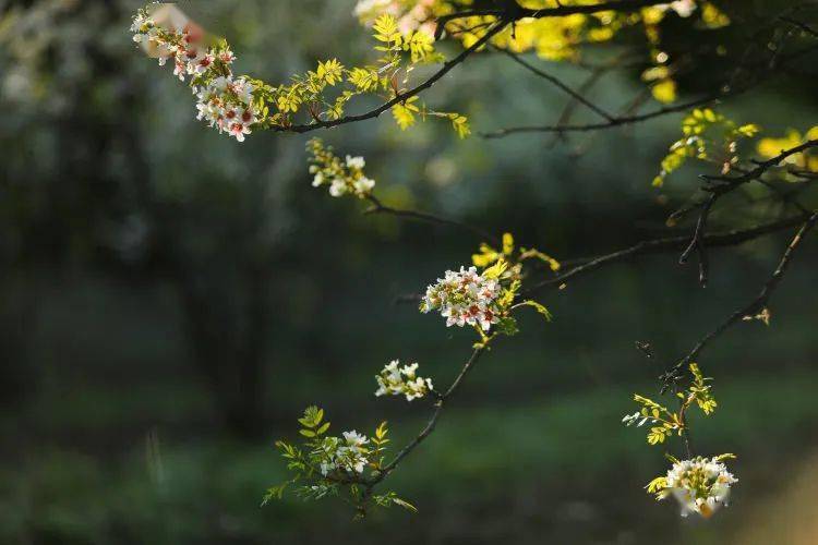 扎鲁特旗：文冠果花开迎初夏(图4)