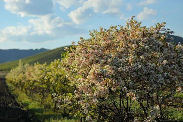 扎鲁特旗：文冠果花开迎初夏(图2)