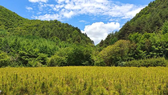 【奋进新征程 建功新时代】麦积区党川镇：苗木连成片 村民喜开颜(图)(图1)