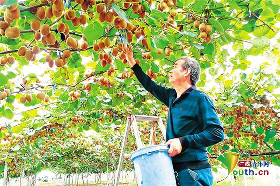 科技帮扶助力乡村振兴 河南郸城猕猴桃种植尽显“科技范儿”(图1)