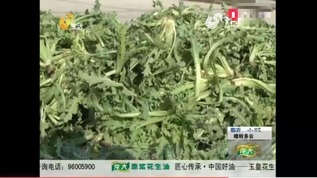 菜市场查到正贩卖的大烟苗摊贩：我卖的是野菜！(图3)