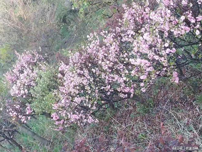 长春市空间花果苗木种植有限公司(图1)