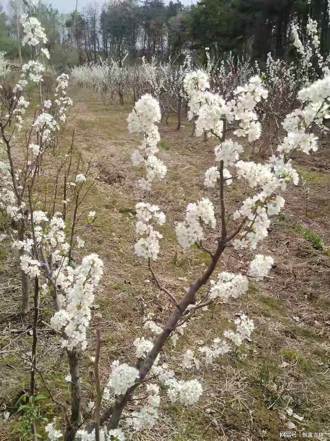 长春市空间花果苗木种植有限公司(图2)