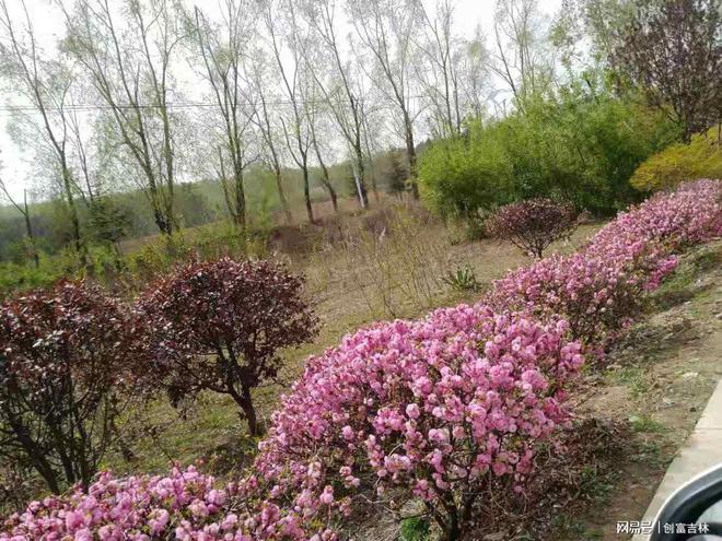 长春市空间花果苗木种植有限公司(图3)