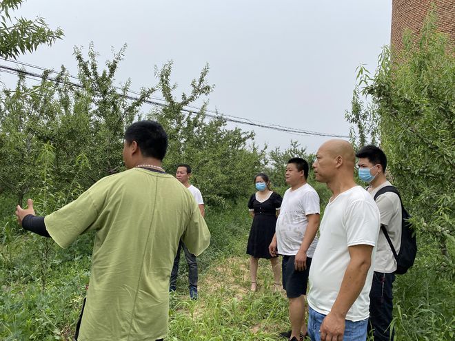 巴旦木苗木种植“三大优势五大核心技术”坚果市场前景及利润(图2)