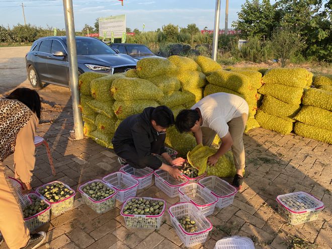 巴旦木苗木种植“三大优势五大核心技术”坚果市场前景及利润(图4)