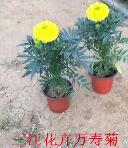 苗木种植技术指导(图1)