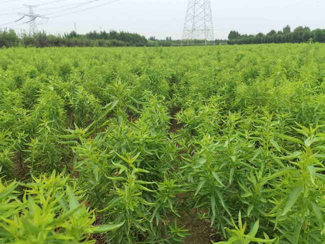 巴旦木树苗种植技术丨陕西能种植巴旦木苗木吗？好的品种怎么选？(图2)