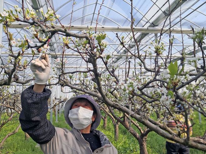 春光如海梨花似雪！上海市郊果园“复工图”美如画但今夏的果盘更让人期待(图1)