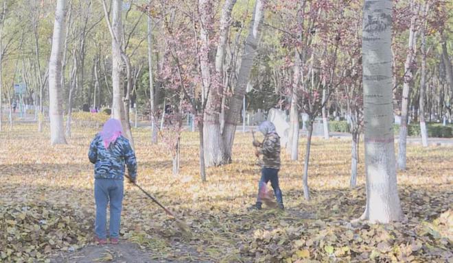 贺兰县：多措并举加强冬季养护保障绿化苗木安全越冬(图1)