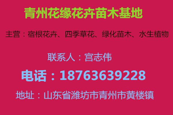 今日苗木基地报价(图1)