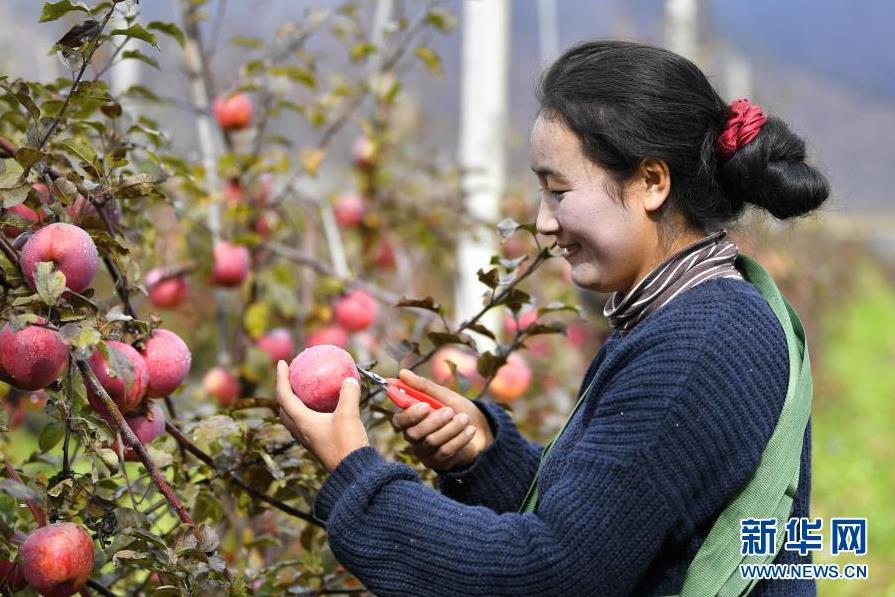 林芝：高原苹果喜获丰收(图1)