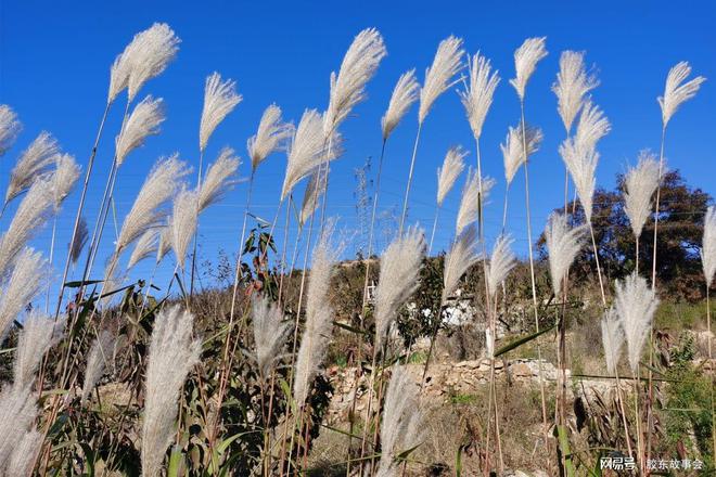 看图：霜降时节烟台乡村的实景果园、菜园、山水、红叶(图8)