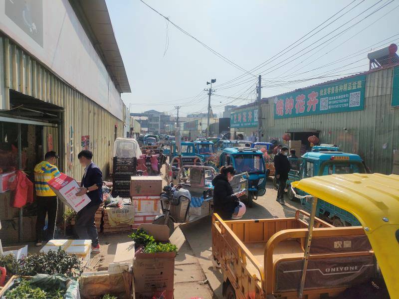 揭秘电商平台假苗木陷阱：便宜树苗当果苗卖商家称“几乎买不到真货”(图1)