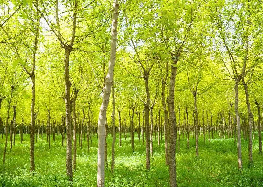 看天下！全国多地区苗木价格及行情汇总(图2)