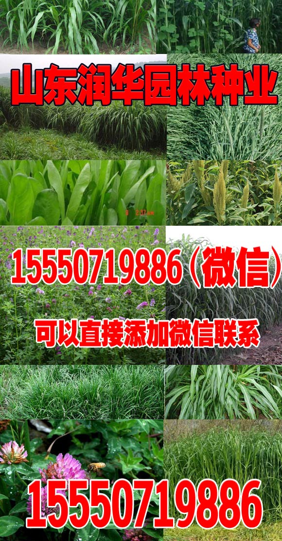 绿化种植土壤标准(图2)