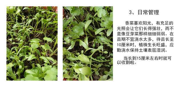 绝技‖自从在家这么种香菜1个月长得旺盛吃不完的节奏(图4)