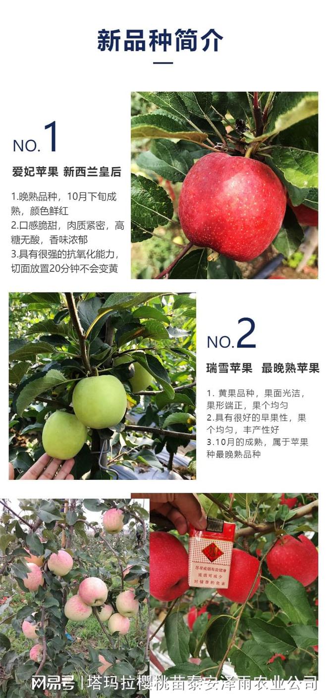 M26砧木烟富7苹果苗报价 细聊烟富7苹果苗品种介绍(图2)