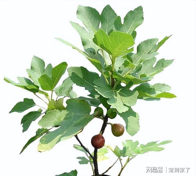 无花果果树——一年2熟好成活庭院阳台种2棵天天吃水果(图7)