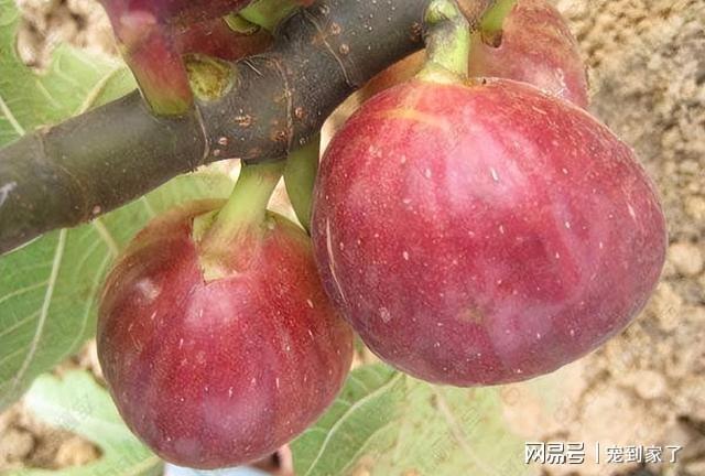 无花果果树——一年2熟好成活庭院阳台种2棵天天吃水果(图3)