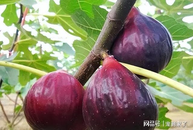 无花果果树——一年2熟好成活庭院阳台种2棵天天吃水果(图6)