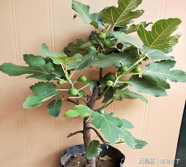 无花果果树——一年2熟好成活庭院阳台种2棵天天吃水果(图2)