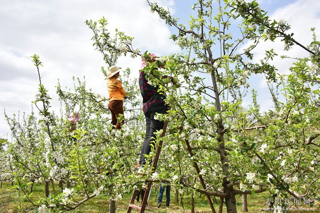 麦积区麦积镇：苹果花开枝头俏 果园疏花正当时(图)(图4)