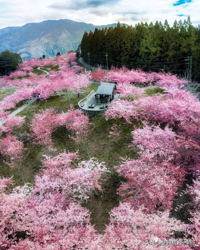 一颗结出43种苹果的苹果树有多神奇(图1)