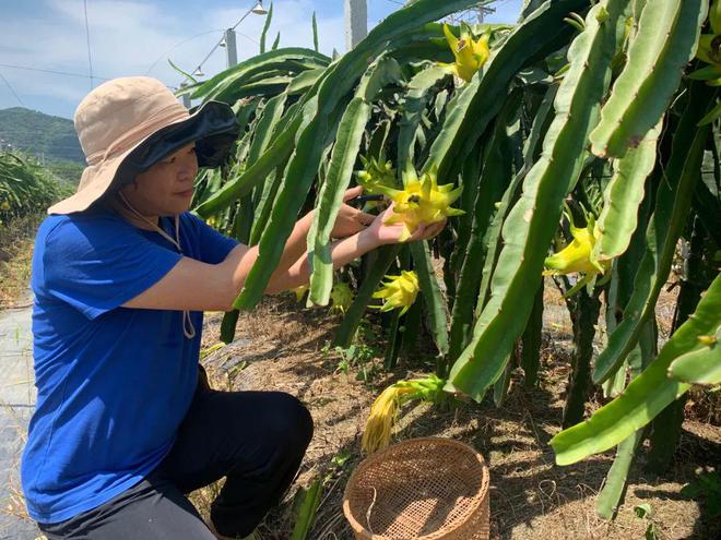 甜过初恋！他们把火龙果种出新高度(图2)