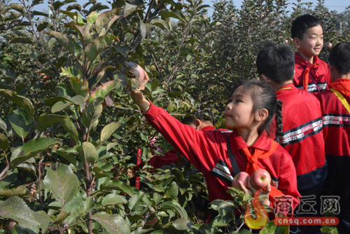 希望在果园里化为甜蜜(图1)