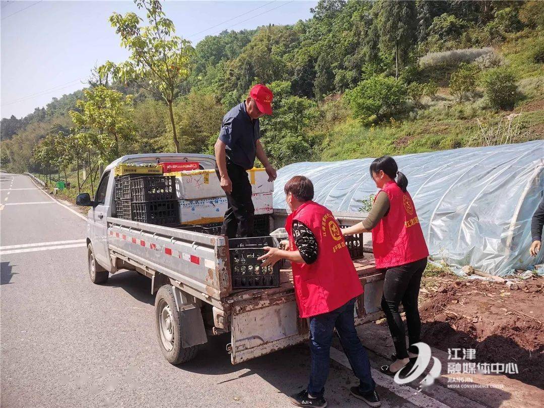 70000株西瓜苗正在移栽！期待今年的猫山西瓜！(图1)